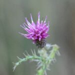 Cirse des marais_427