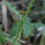 Cirse des marais_429