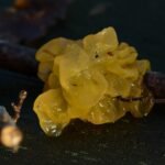 Trémelle mésentérique_431