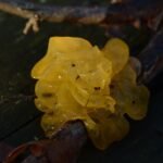 Trémelle mésentérique_432