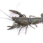 Ecrevisse américaine_578