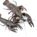 Ecrevisse de Californie_575