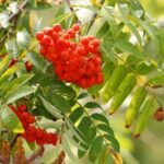 Sorbier des oiseleurs_585