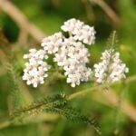 Achillée millefeuille_587