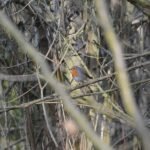 Rougegorge familier_438