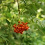 Sorbier des oiseleurs_586