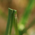 Tétragnathe étirée_594