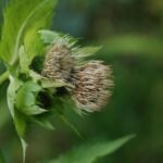 Cirse faux-épinard_603