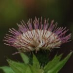 Cirse faux-épinard_604