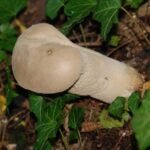 Lycoperdon en forme de vase_607