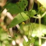 Benoîte commune_608