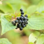 Cornouiller sanguin_611