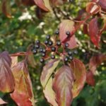 Cornouiller sanguin_612