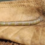 Phalène du bouleau_616