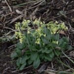 Primevère élevée_445