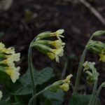 Primevère élevée_446