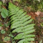 Athyrium fougère-femelle_643