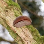 Oreille de Judas_647