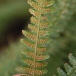 Athyrium fougère-femelle_644