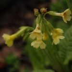 Primevère élevée_671