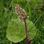 Pétasite hybride_672