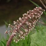 Pétasite hybride_673