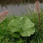 Pétasite hybride_674