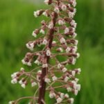 Pétasite hybride_675