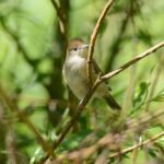 Fauvette à tête noire_514