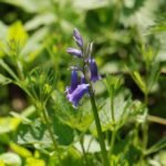 Jacinthe des bois_686