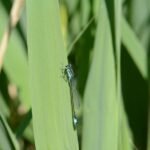 Agrion élégant_512
