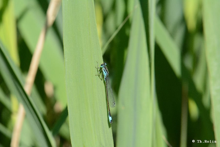 Agrion élégant_512