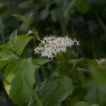 Cornouiller sanguin_518