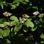 Cornouiller sanguin_519