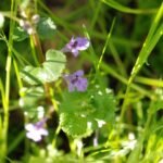 Lierre terrestre_696