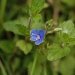 Véronique petit-chêne_713