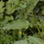 Patience à feuilles obtuses_535