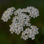 Achillée millefeuille_548