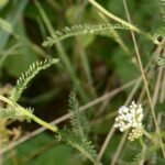 Achillée millefeuille_549