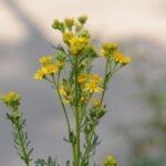 Séneçon jacobée_550