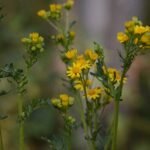 Séneçon jacobée_552