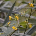 Lysimaque pontuée_556