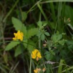 Lotier des marais_557