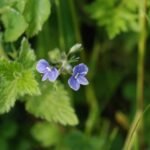 Véronique petit-chêne_723