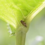 Cercope de l’aulne_562