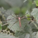 Tipule géante_558