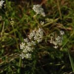 Cerfeuil sauvage_730