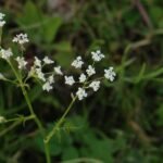 Cerfeuil sauvage_731