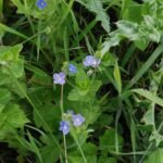 Véronique petit-chêne_724