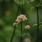 Valériane officinale_742